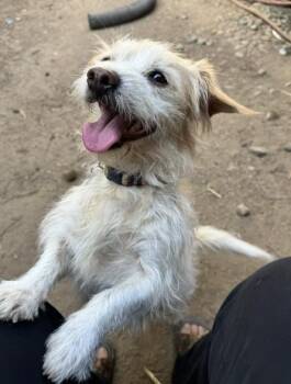 Wally -  Terrier Dog for Adoption in Clatskanie, Oregon - Wally | PetCurious