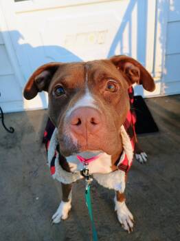 Rescue Mixed Breed Dogs for Adoption in Willoughby, Ohio - Indie | PetCurious