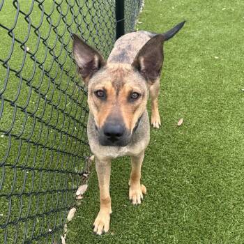 Tiny AKA BAILEY 8837 -  Shepherd and Mixed Breed Dog for Adoption in Loxahatchee Groves, Florida - Tiny AKA BAILEY 8837 | PetCurious