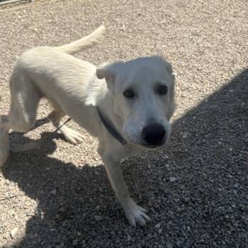 Hopper -  Mixed Breed Dog for Adoption in Auburn, Alabama - Hopper | PetCurious