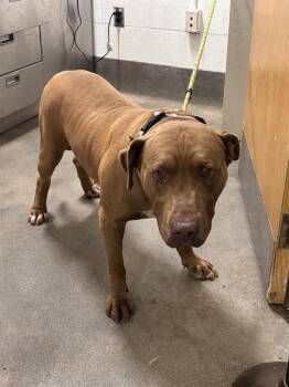 MARTY -  American Bulldog and Mixed Breed Dog for Adoption - MARTY | PetCurious