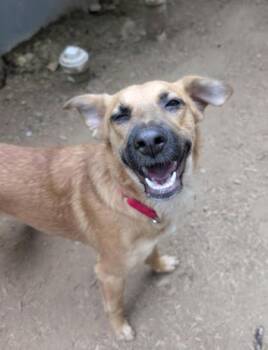 Anaya -  Shepherd and Mixed Breed Dog for Adoption in Sultan, Washington - Anaya | PetCurious