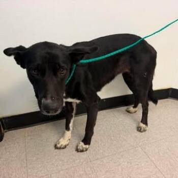 India 26-09-002 -  Black Labrador Retriever and Mixed Breed Dog for Adoption in Bastrop, Texas - India 26-09-002 | PetCurious