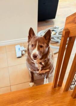 Mixed Breed Dogs Available for Adoption in Montreal, Quebec - Indie (Caramel Macchiato) | PetCurious