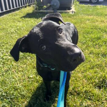 Polly -  Labrador Retriever Dog for Adoption in Matteson, Illinois - Polly | PetCurious
