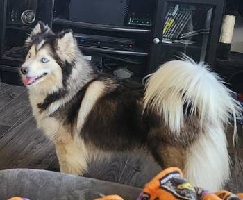 Honey - Foster Needed -  Pomsky Dog for Adoption in Monticello, Minnesota - Honey - Foster Needed | PetCurious