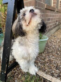 Noopy -  Shih Tzu and Poodle Dog for Adoption in Liverpool, Texas - Noopy | PetCurious