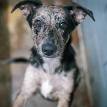 Rescue Mixed Breed Dogs for Adoption in Corbin, Kentucky - Ella | PetCurious