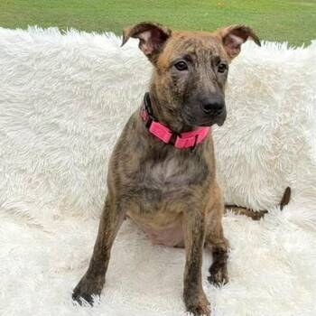 Janis Joplin -  Black Labrador Retriever Dog for Adoption in Houston, Texas - Janis Joplin | PetCurious