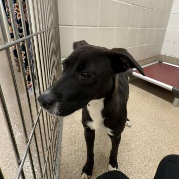 El Dorado -  Labrador Retriever and Border Collie Dog for Adoption in League City, Texas - El Dorado | PetCurious