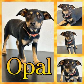 Opal -  Terrier and Dachshund Dog for Adoption in Hatfield, Pennsylvania - Opal | PetCurious
