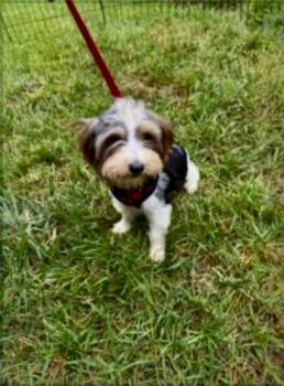 Autumn -  Terrier and Morkie Dog for Adoption in Norfolk, Virginia - Autumn | PetCurious