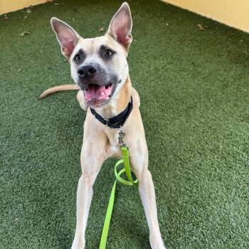 Sweet Pea -  Black Mouth Cur and Mixed Breed Dog for Adoption in West Palm Beach, Florida - Sweet Pea | PetCurious