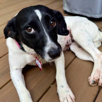 Starz -  Jack Russell Terrier and Mixed Breed Dog for Adoption in Wake Forest, North Carolina - Starz | PetCurious
