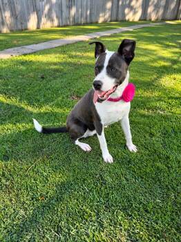 Chloe (all fees paid by foster family) -  Terrier and Catahoula Leopard Dog Dog for Adoption in Alexandria, Louisiana - Chloe (all Fees Paid By Foster Family) | PetCurious