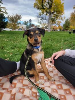 Rescue Australian Cattle Dog Blue Heeler and Labrador Retriever Dogs for Adoption in Fort Lupton, Colorado - Cyril Hearsay | PetCurious