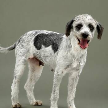 Ellie -  Terrier and Poodle Dog for Adoption in Hondo, Texas - Ellie | PetCurious