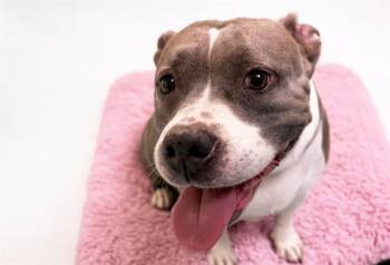 Rescue Pit Bull Terrier Dogs for Adoption in Fort Lauderdale, Florida - ATHENA | PetCurious
