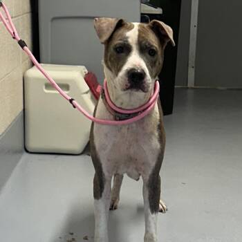 Sapphire -  Pit Bull Terrier and Mixed Breed Dog for Adoption in Concord, North Carolina - Sapphire | PetCurious