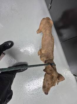 Nc-5 -  Labrador Retriever Dog for Adoption in Lawrenceville, Georgia - Nc-5 | PetCurious