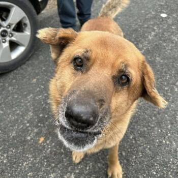 Shepherd Dogs Available for Adoption - Rudo | PetCurious