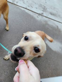 Rescue Chihuahua and Mixed Breed Dogs for Adoption in Beatrice, Nebraska - Pumba | PetCurious