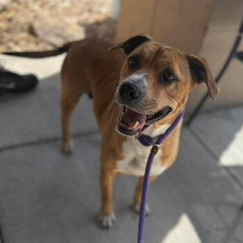 Chocolate Labrador Retriever and Pit Bull Terrier Dogs Available for Adoption in Jacksboro, Tennessee - Clover | PetCurious