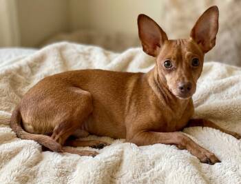 Camden 6700 -  Chihuahua Dog for Adoption in Boca Raton, Florida - Camden 6700 | PetCurious