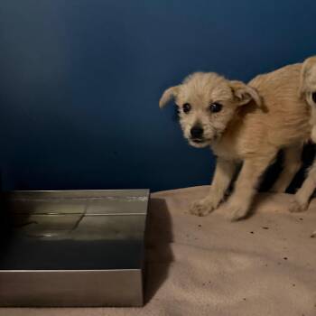 Terrier Dogs Available for Adoption - Akira | PetCurious