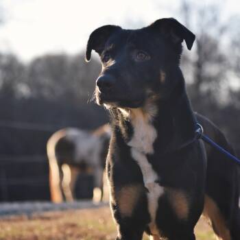 Shepherd Dogs Available for Adoption - Savior | PetCurious