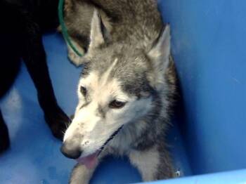 Rescue Mixed Breed Dogs for Adoption in Dallas, Texas - COTILLION | PetCurious