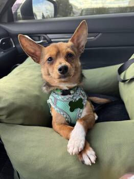 Chihuahua Dogs Available for Adoption - Kikkoman | PetCurious