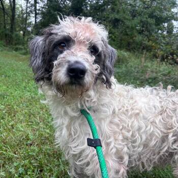 Rocky -  Poodle and Dalmatian Dog for Adoption in York, Pennsylvania - Rocky | PetCurious