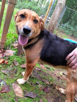 Rescue Shepherd Dogs for Adoption in Troy, Alabama - Molly | PetCurious