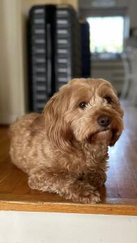 Poodle Dogs Available for Adoption in Toronto, Ontario - Doris | PetCurious