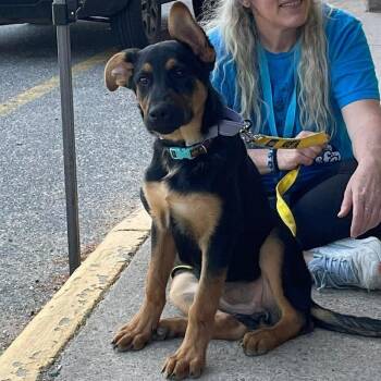 Mixed Breed Dogs Available for Adoption in Fredericksburg, Virginia - Talamaine | PetCurious