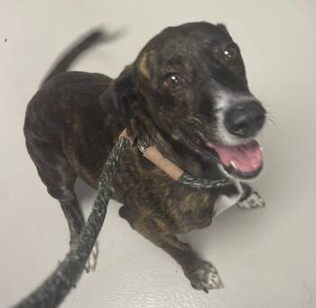 Hannah -  Pit Bull Terrier Dog for Adoption in Danville, Indiana - Hannah | PetCurious