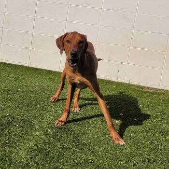 Frito 9965 -  Bluetick Coonhound Dog for Adoption in Loxahatchee Groves, Florida - Frito 9965 | PetCurious