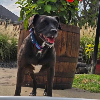 Terrier and Patterdale Terrier Fell Terrier Dogs Available for Adoption in Scottsburg, Indiana - CICI | PetCurious