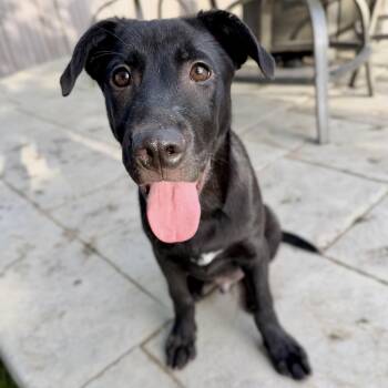 Doug -  Labrador Retriever and Black Labrador Retriever Dog Available for Adoption in Fort Collins, Colorado - Doug | PetCurious