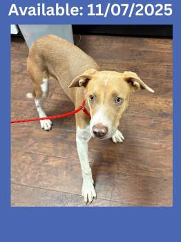 Rescue Labrador Retriever and Pit Bull Terrier Dogs for Adoption in Greenville, Texas - Dog Kennel # 35 | PetCurious