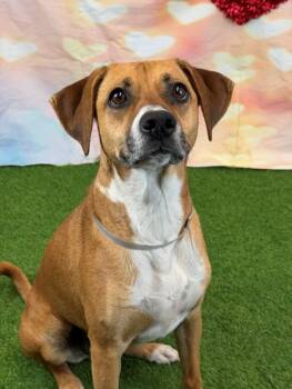 Black Mouth Cur and Mixed Breed Dogs Available for Adoption in Houston, Texas - FERBIE | PetCurious