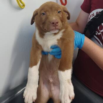 Boudreaux -  Labrador Retriever and Australian Shepherd Dog for Adoption in Hattiesburg, Mississippi - Boudreaux | PetCurious