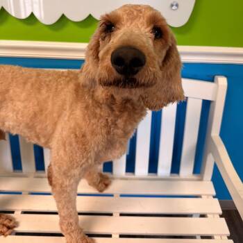 Romeo Montague (Benefactor Dog) -  Poodle and Labrador Retriever Dog for Adoption in New Orleans, Louisiana - Romeo Montague (Benefactor Dog) | PetCurious