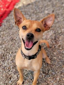 Bruiser -  Chihuahua Dog for Adoption in Hornell, New York - Bruiser | PetCurious
