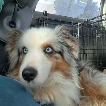 Australian Shepherd Dogs Available for Adoption - Cowboy | PetCurious