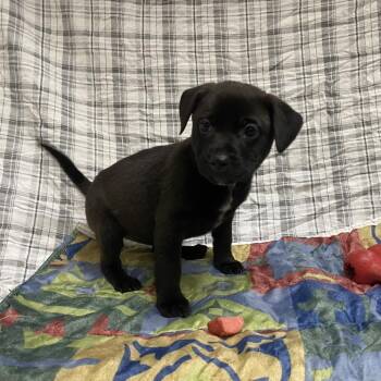 Coraline -  Black Labrador Retriever and Mixed Breed Dog for Adoption in Jacksboro, Tennessee - Coraline | PetCurious