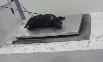 Labrador Retriever and Mixed Breed Dogs Available for Adoption - A2058005 | PetCurious