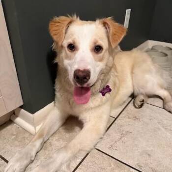 Retriever Dogs Available for Adoption in Minneapolis, Minnesota - Penny | PetCurious