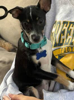 Fuzzy -  Chihuahua Dog for Adoption in De Pere, Wisconsin - Fuzzy | PetCurious